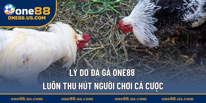 Lý do đá gà ONE88 luôn thu hút người chơi cá cược